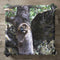 Raccoon peeks out of a tree cavity in a forest.