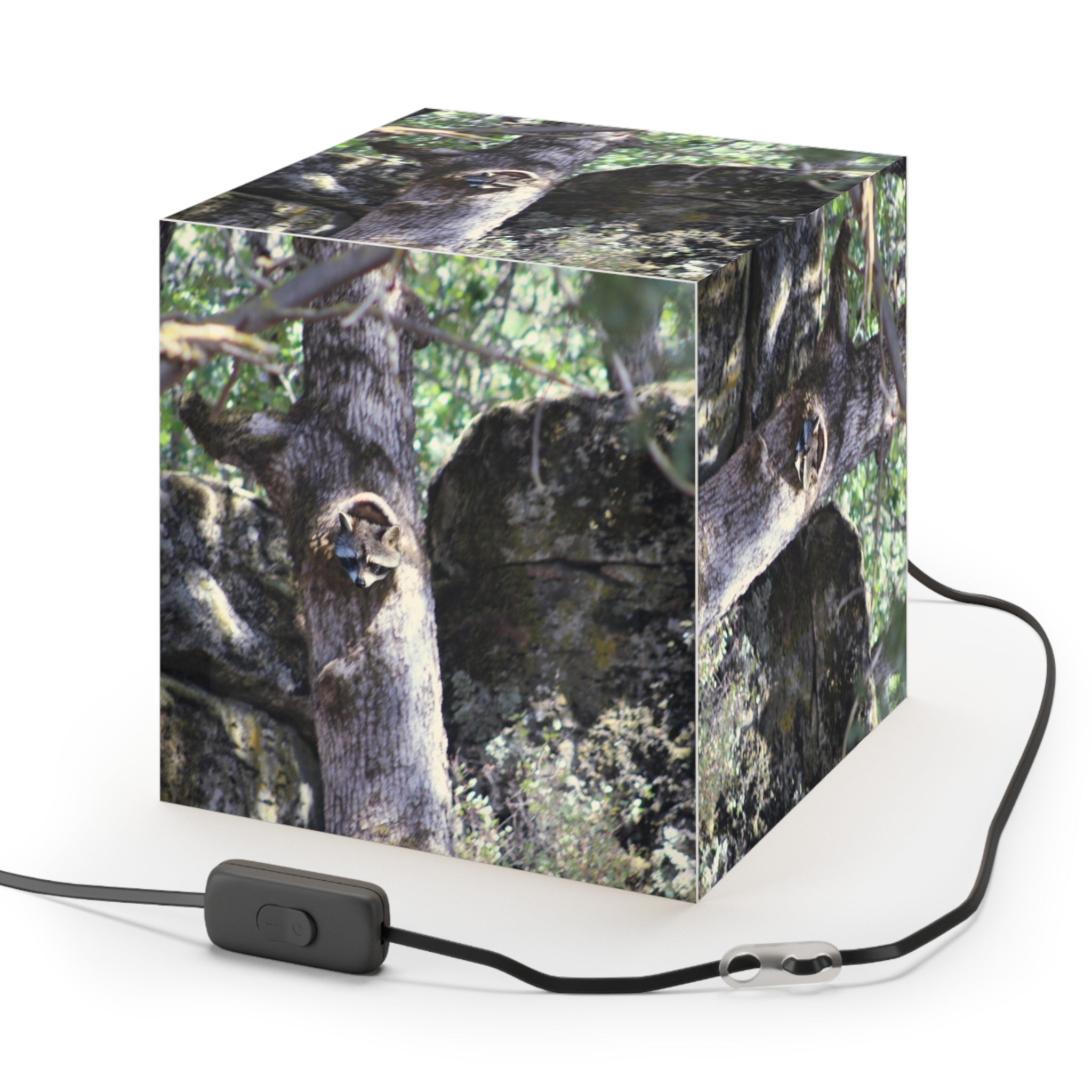 Raccoon Peeking Tree Nature Cube Light Box product type